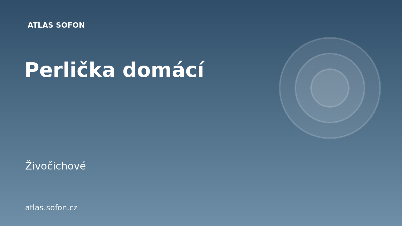 Perlička domácí