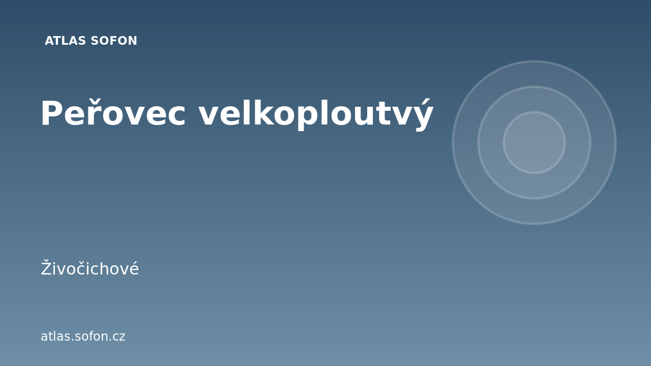Peřovec velkoploutvý