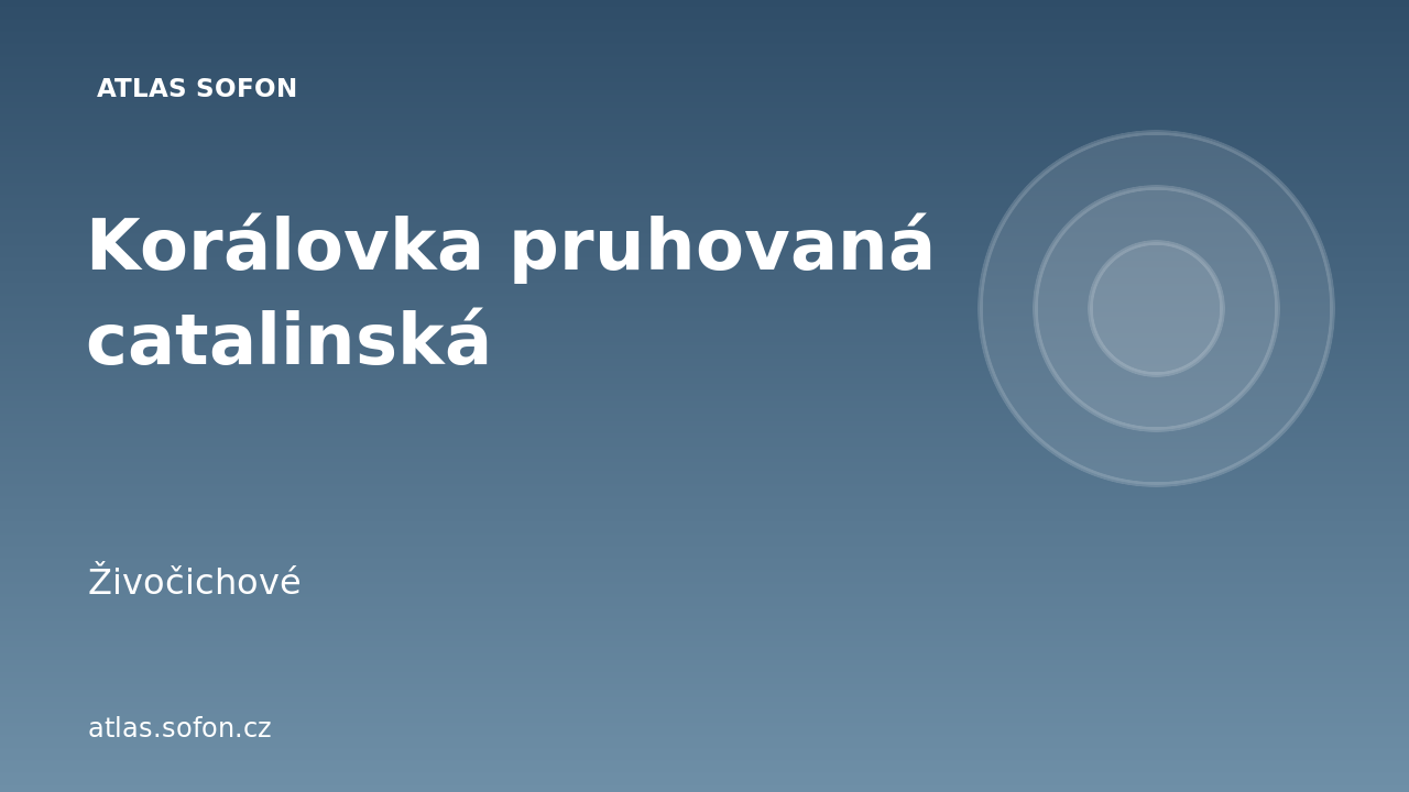 Korálovka pruhovaná catalinská