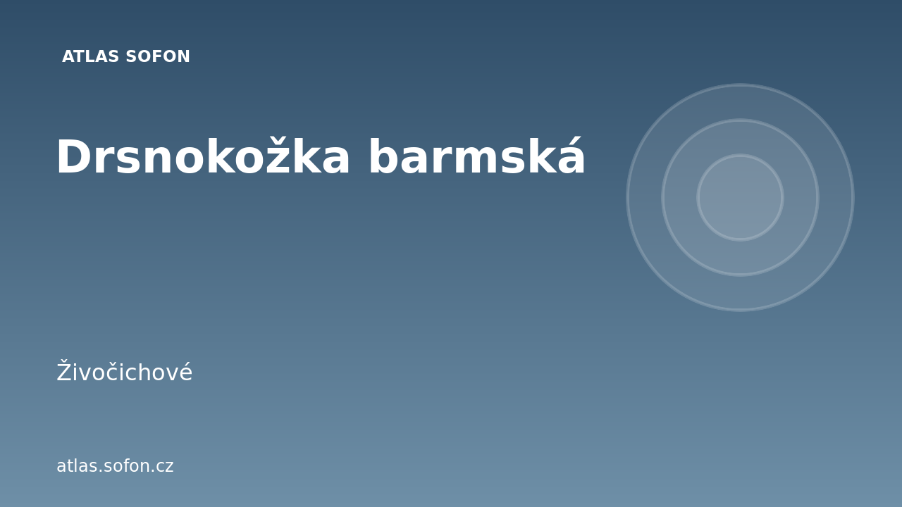 Drsnokožka barmská
