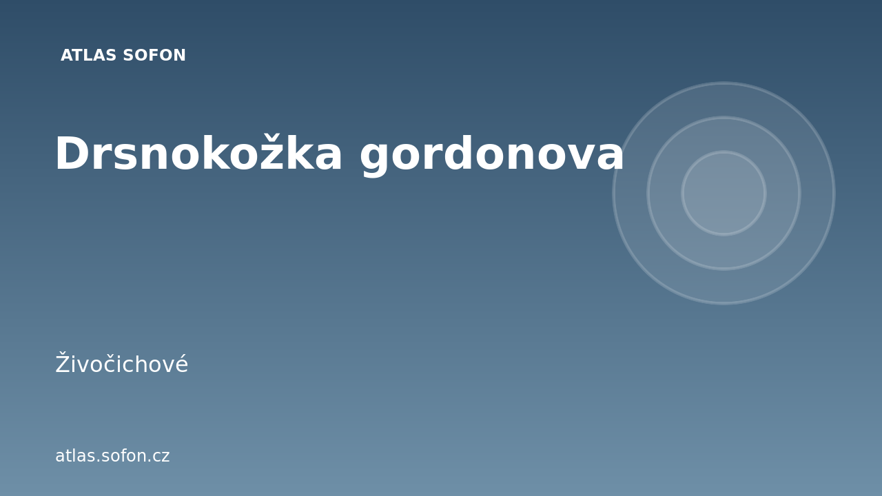 Drsnokožka gordonova