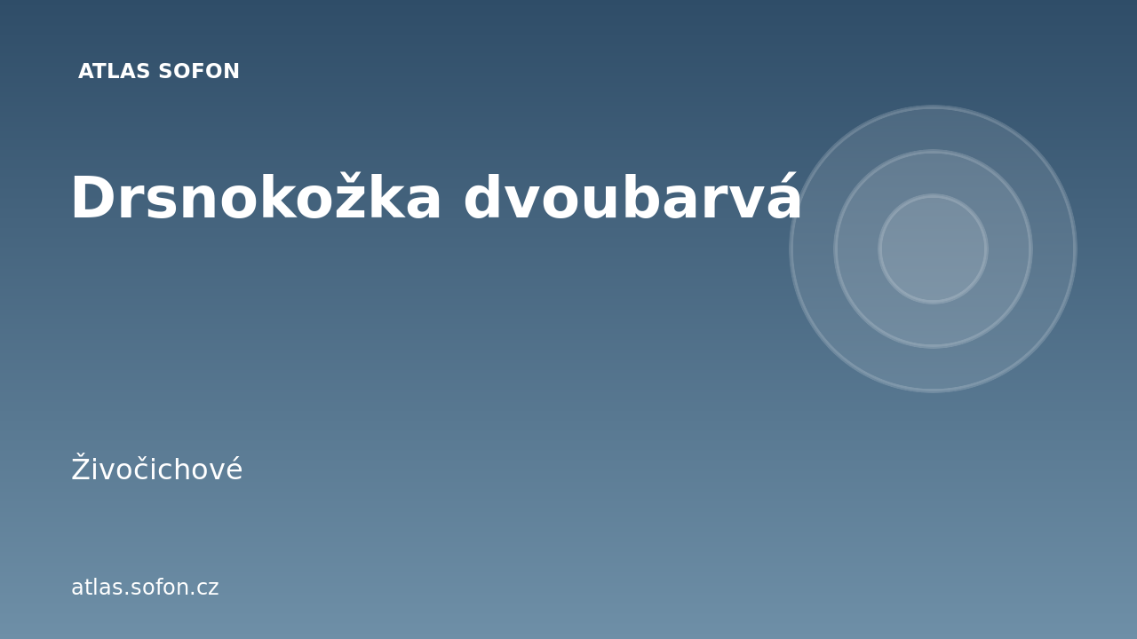 Drsnokožka dvoubarvá