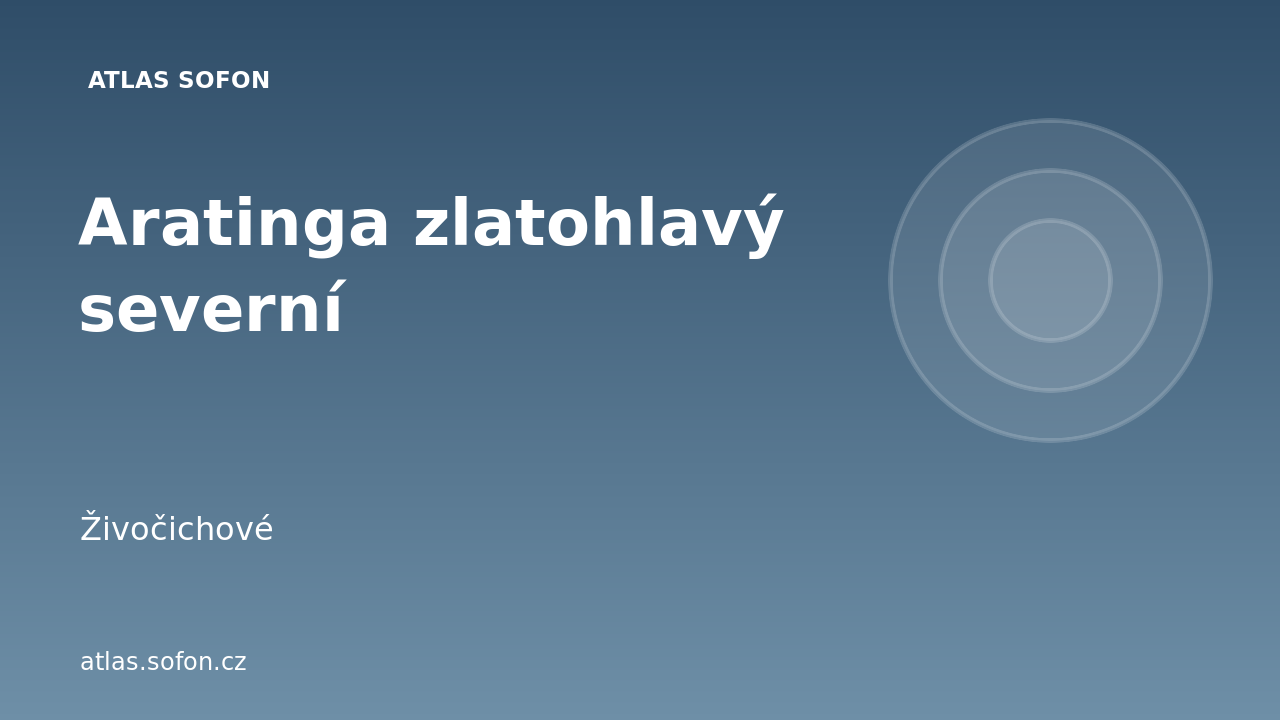 Aratinga zlatohlavý severní