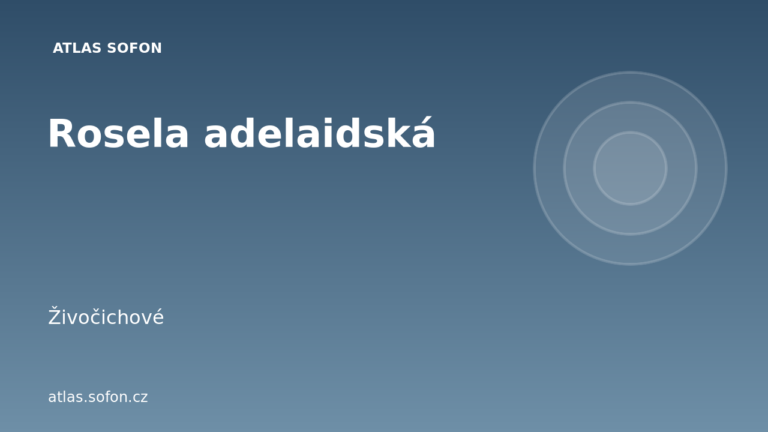 Rosela adelaidská