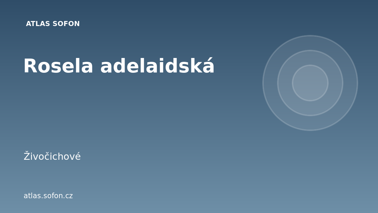 Rosela adelaidská