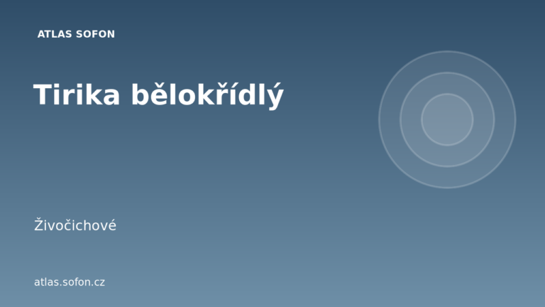 Tirika bělokřídlý
