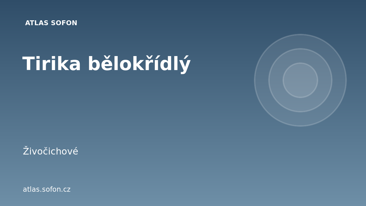 Tirika bělokřídlý