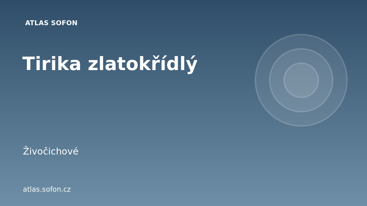 Tirika zlatokřídlý