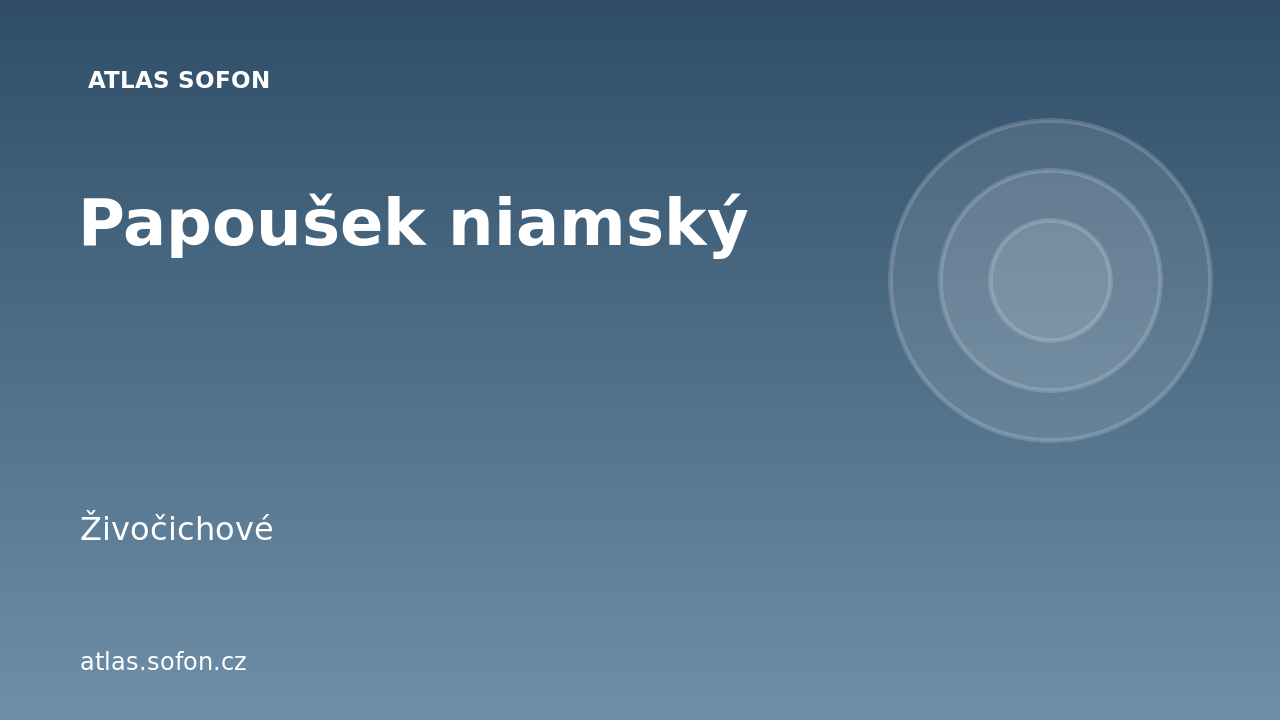 Papoušek niamský