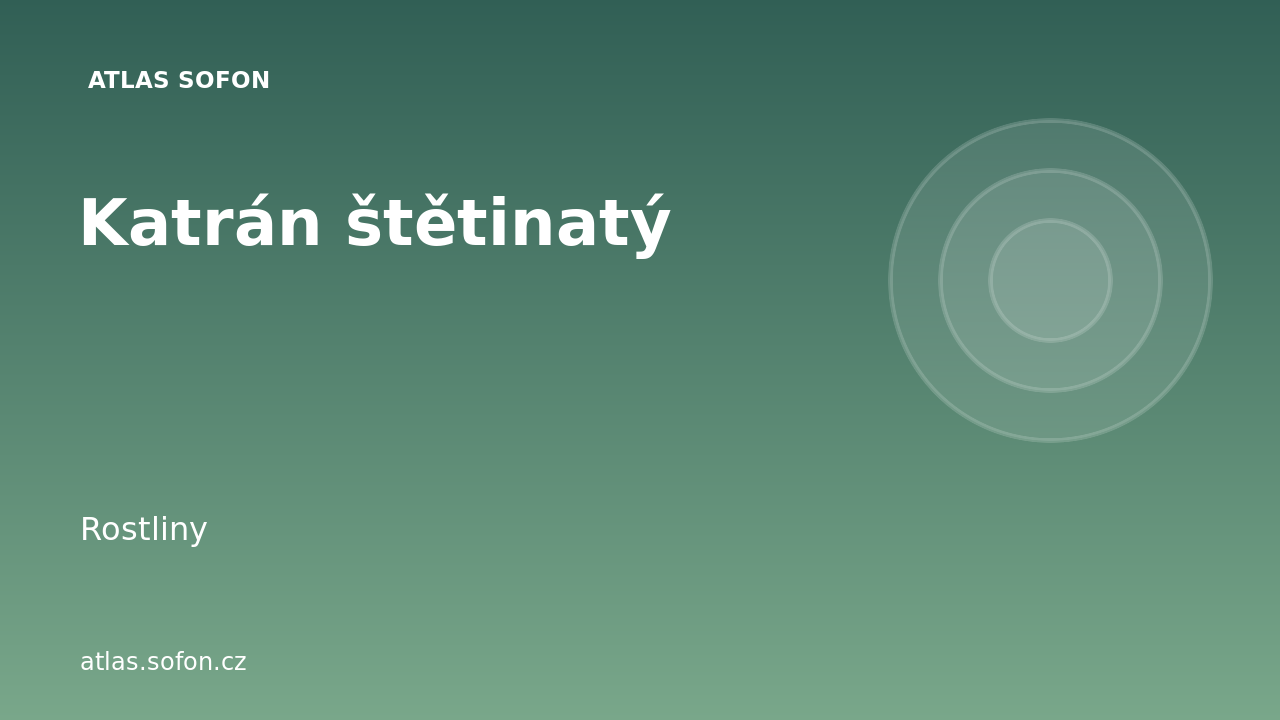Katrán štětinatý