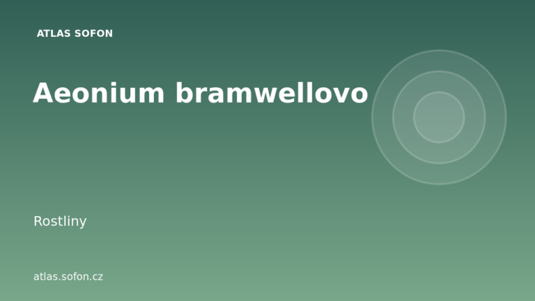 Aeonium bramwellovo