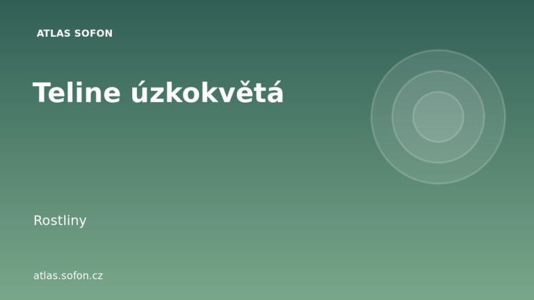 Teline úzkokvětá