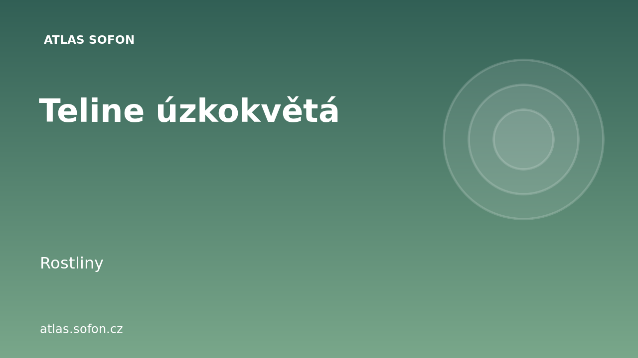 Teline úzkokvětá