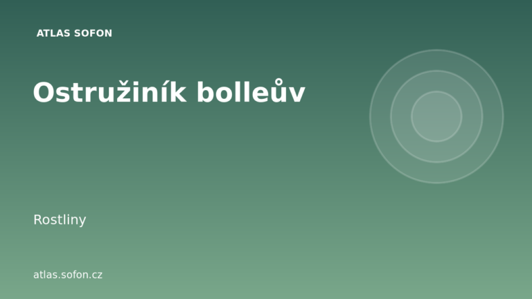 Ostružiník bolleův