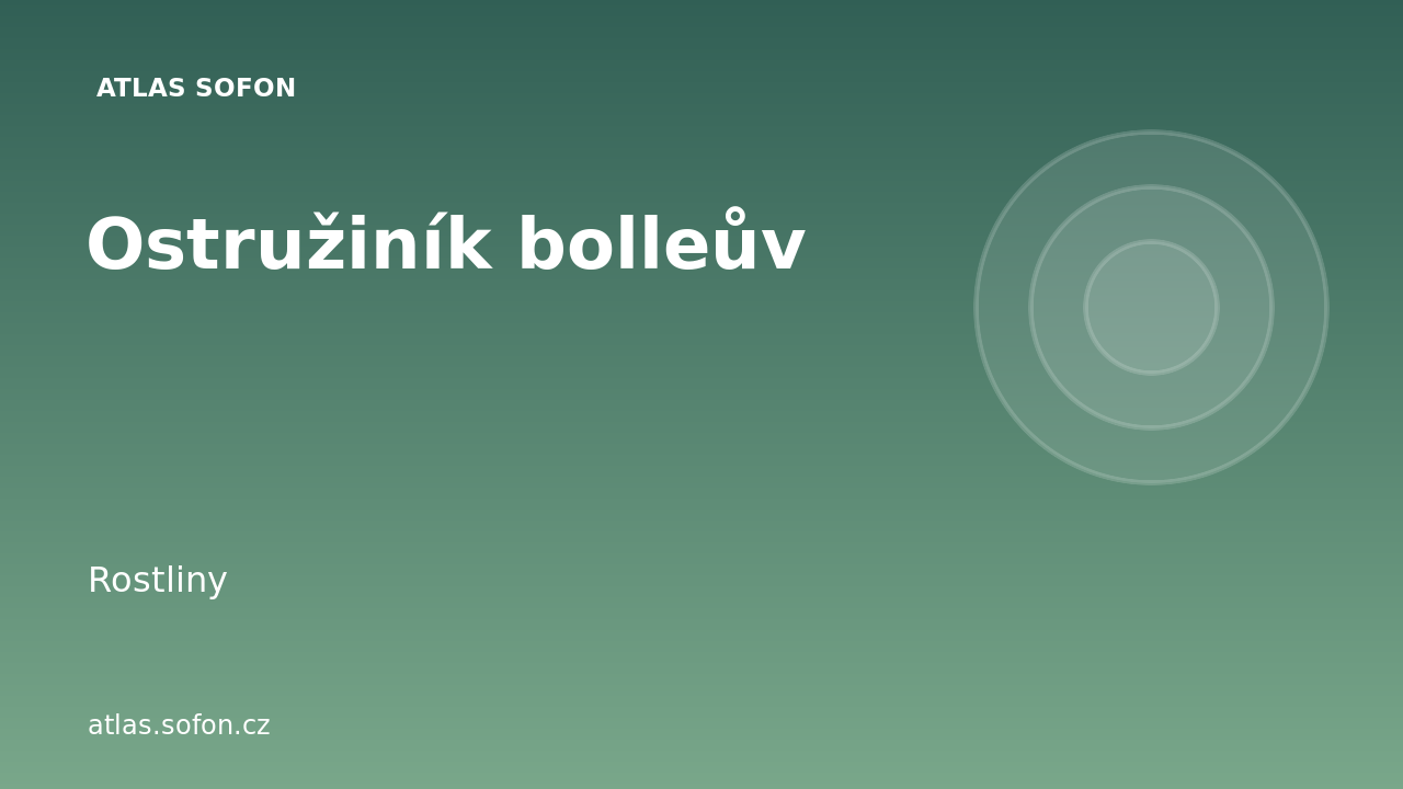 Ostružiník bolleův