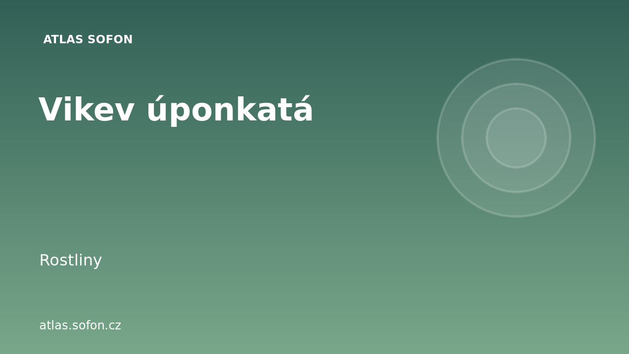 Vikev úponkatá