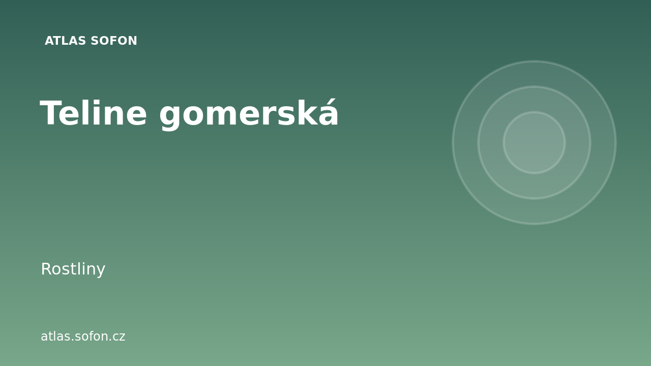 Teline gomerská