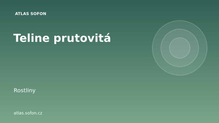 Teline prutovitá