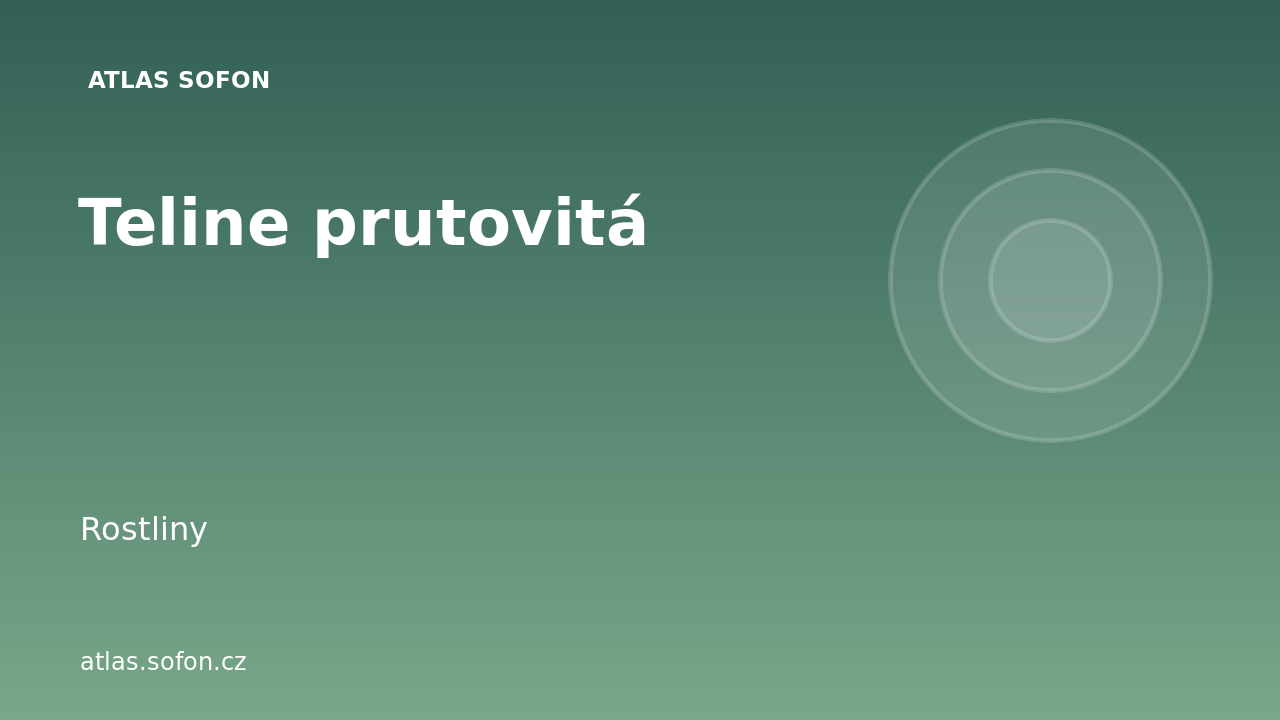 Teline prutovitá