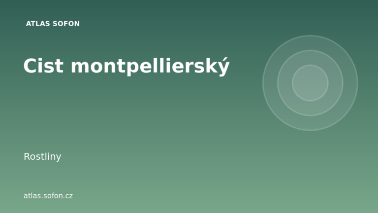 Cist montpellierský