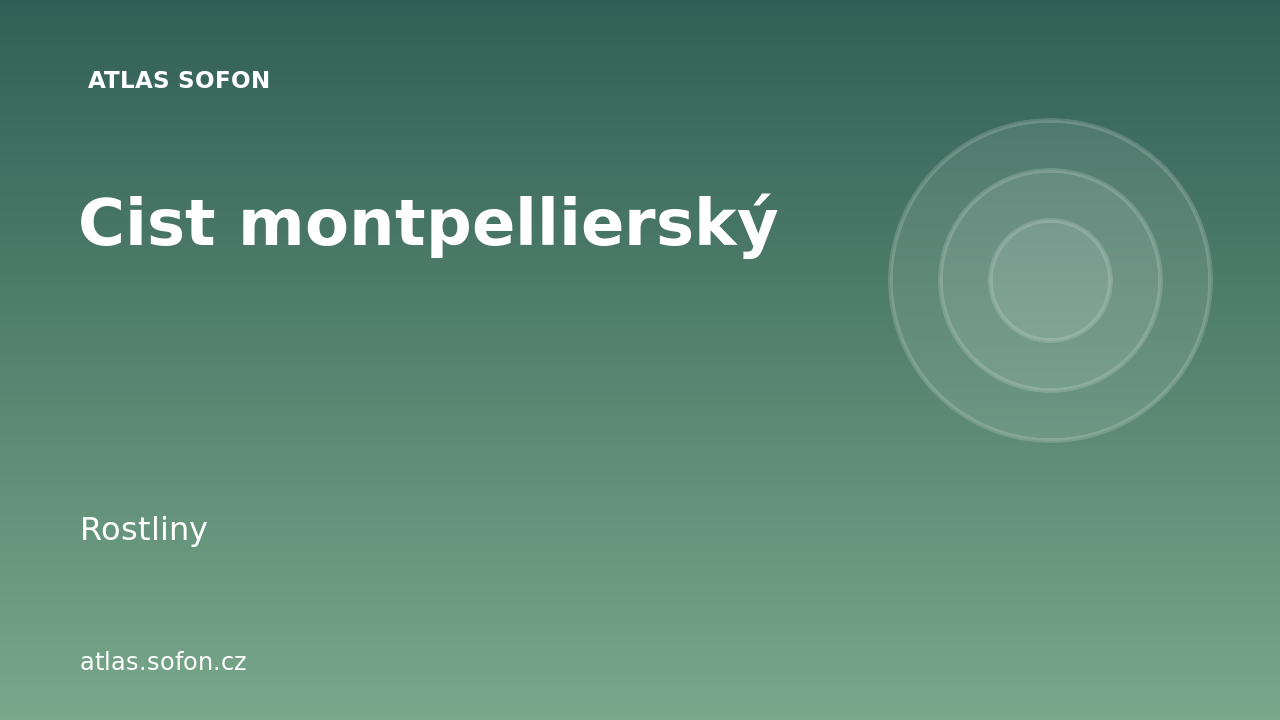 Cist montpellierský