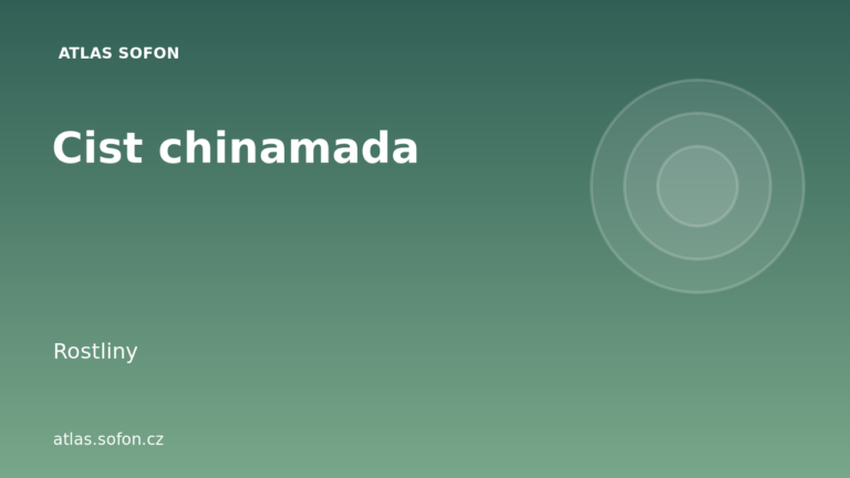 Cist chinamada