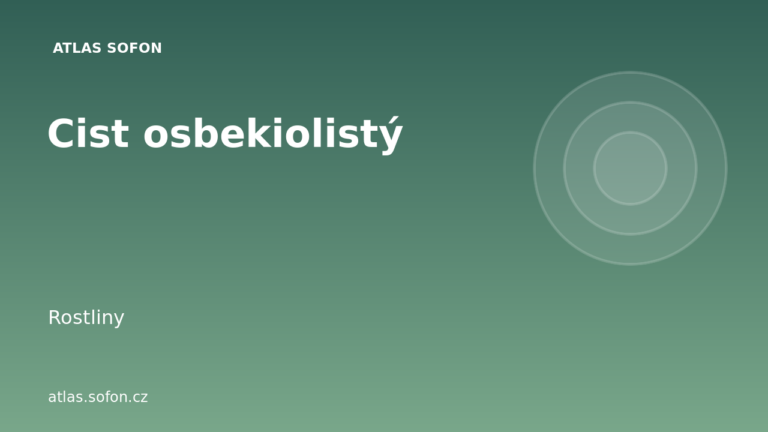 Cist osbekiolistý