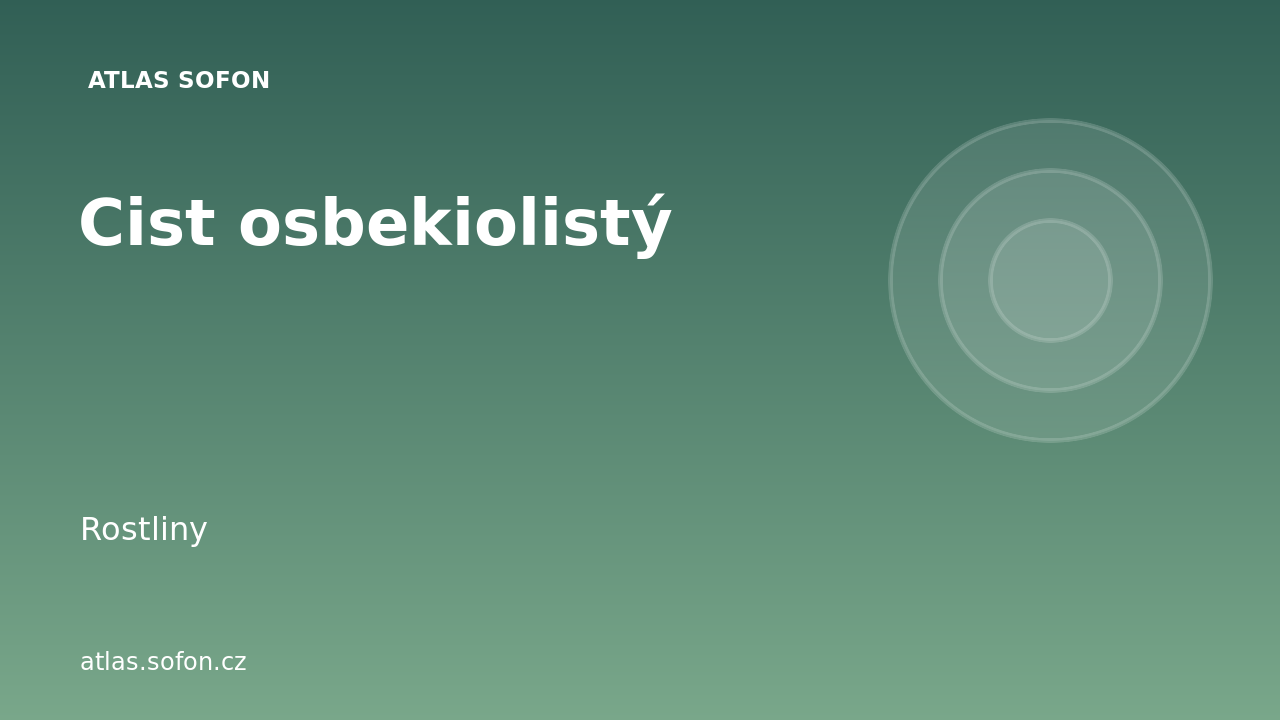 Cist osbekiolistý