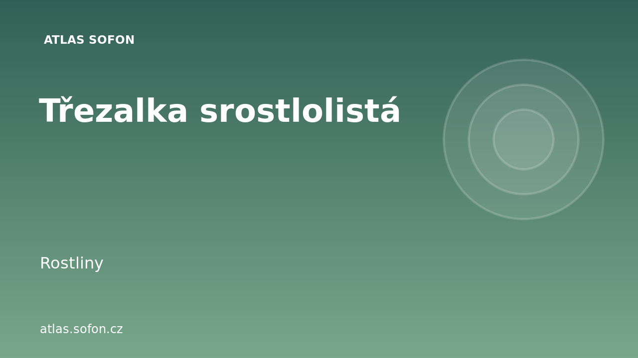 Třezalka srostlolistá