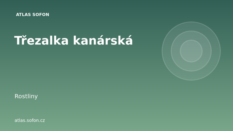 Třezalka kanárská