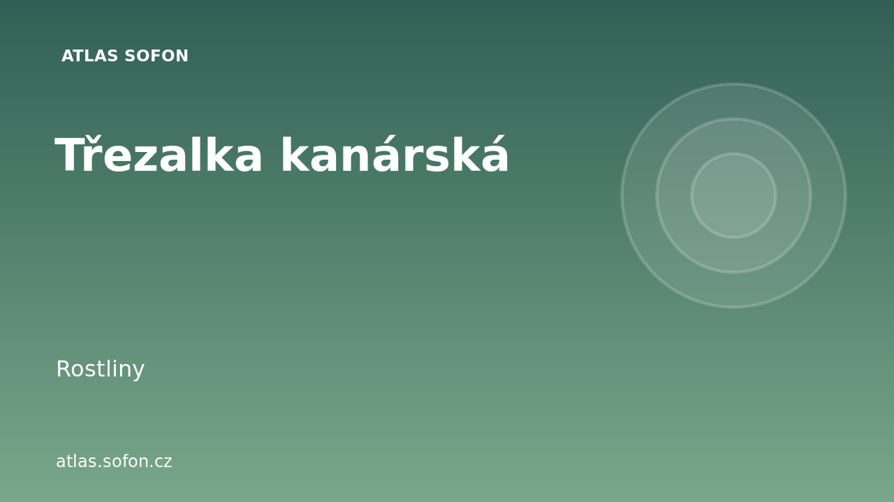 Třezalka kanárská