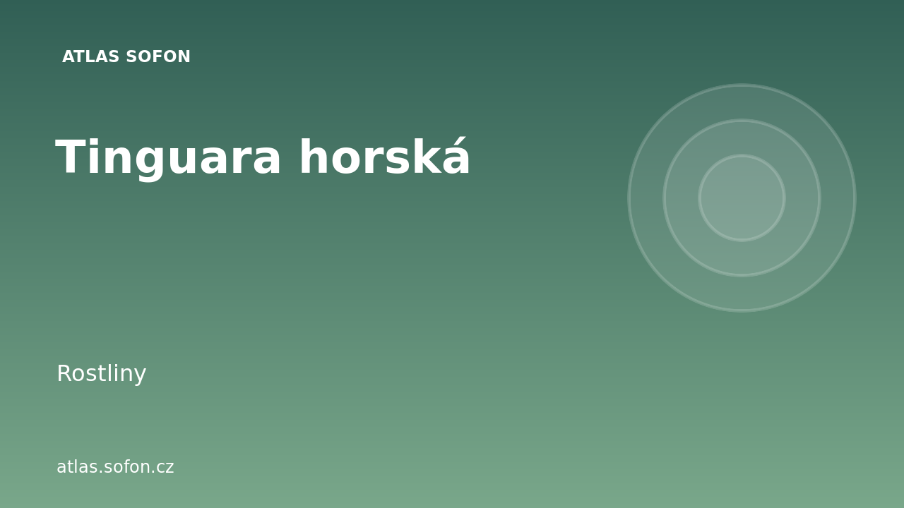 Tinguara horská