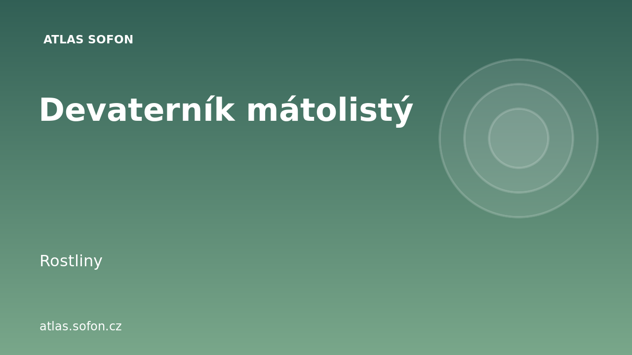 Devaterník mátolistý