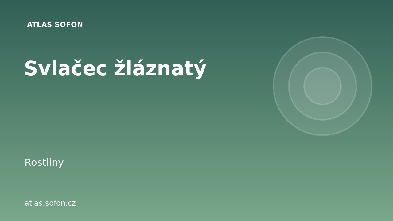 Svlačec žláznatý