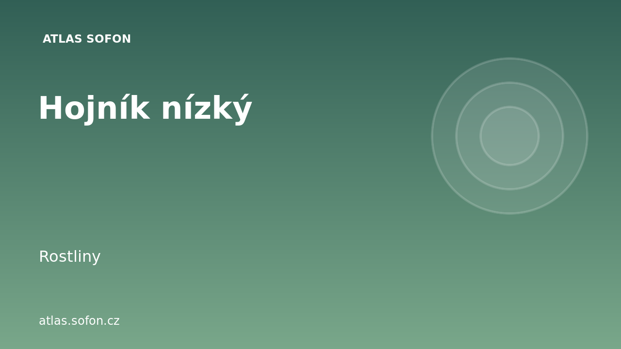 Hojník nízký