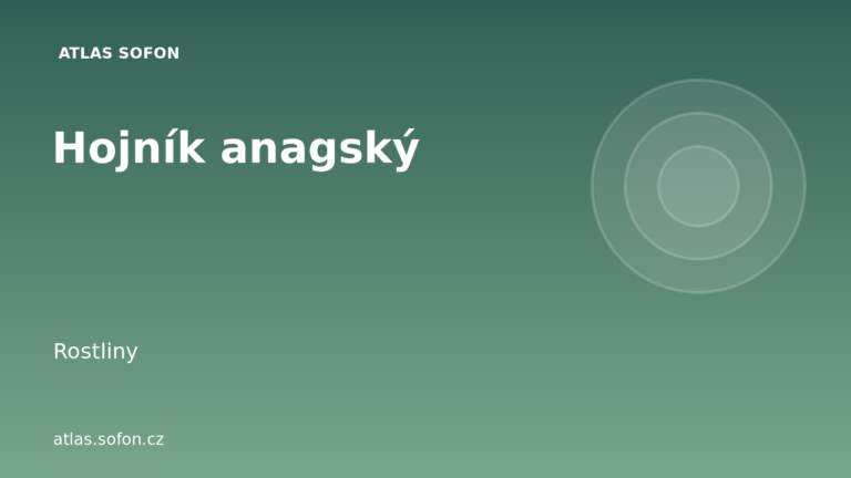 Hojník anagský