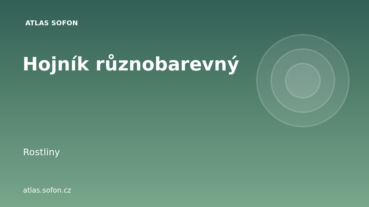 Hojník různobarevný