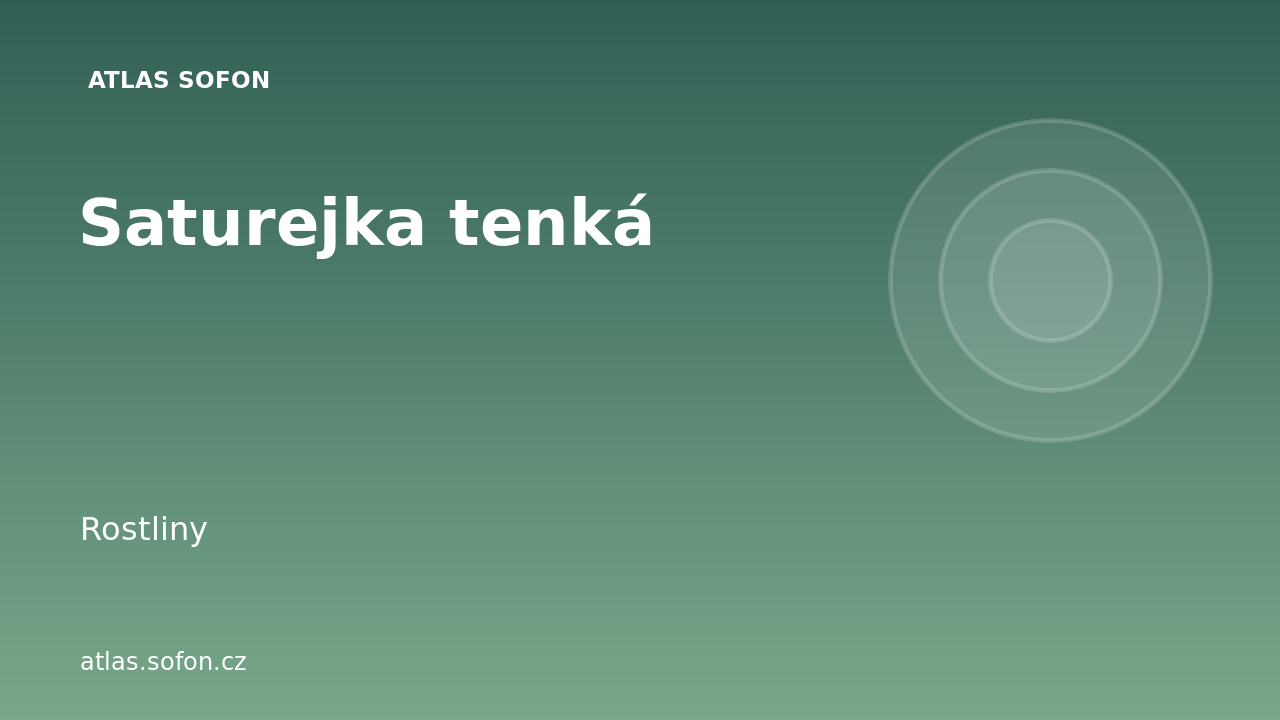Saturejka tenká
