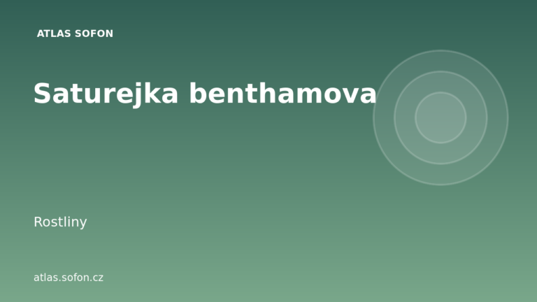 Saturejka benthamova