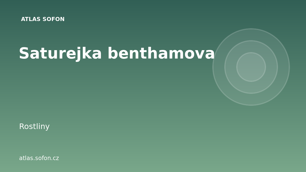 Saturejka benthamova