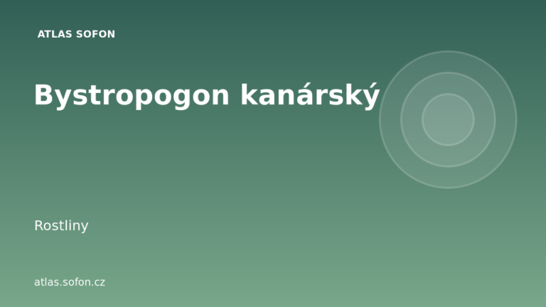 Bystropogon kanárský
