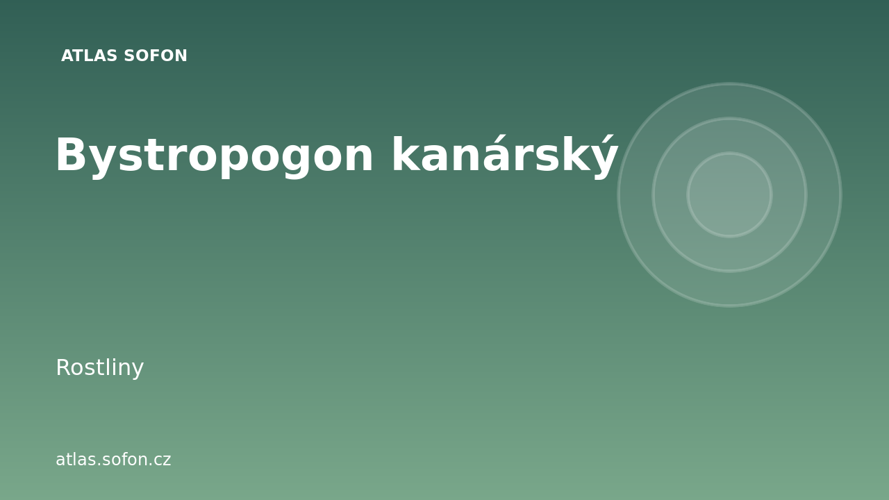 Bystropogon kanárský