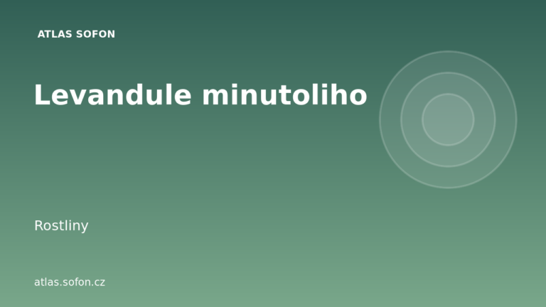 Levandule minutoliho
