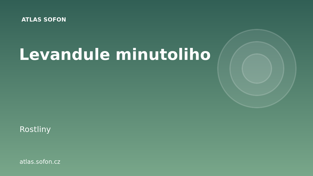 Levandule minutoliho