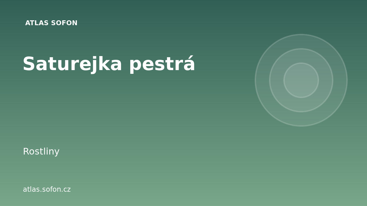 Saturejka pestrá