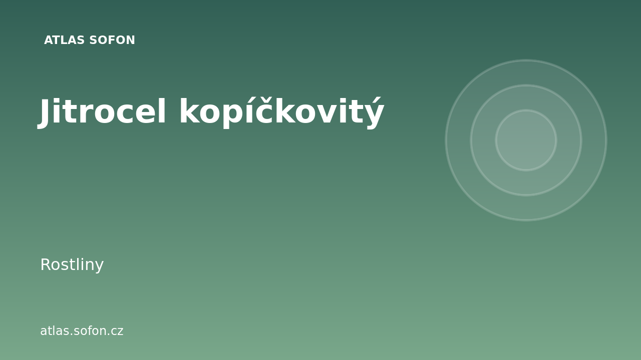 Jitrocel kopíčkovitý