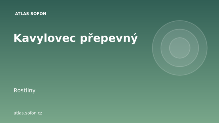 Kavylovec přepevný