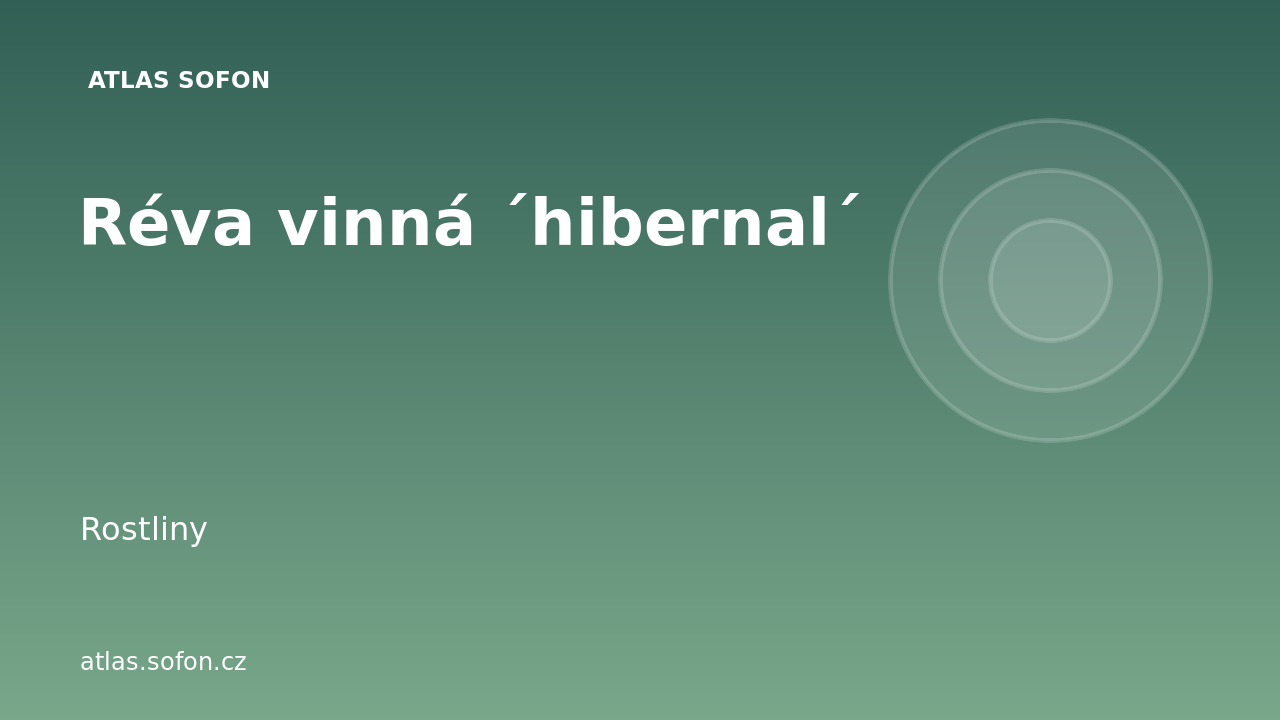 Réva vinná ´hibernal´