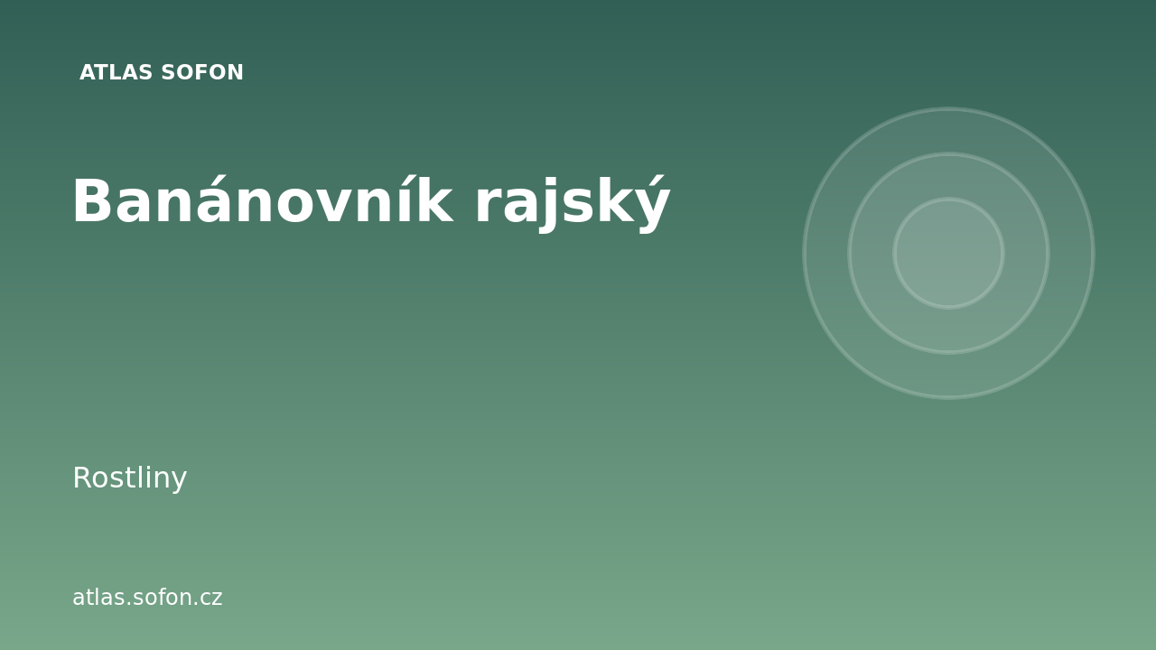 Banánovník rajský