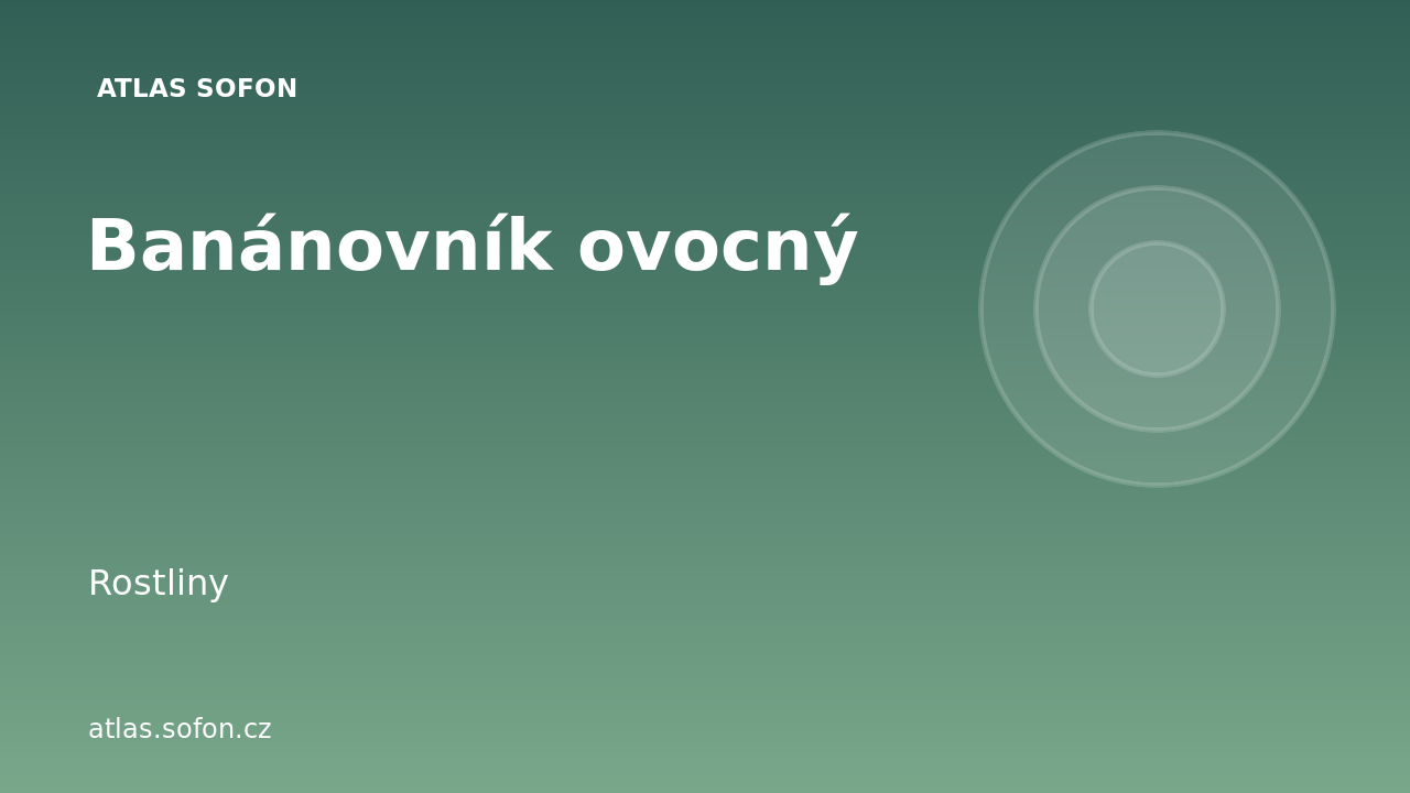 Banánovník ovocný